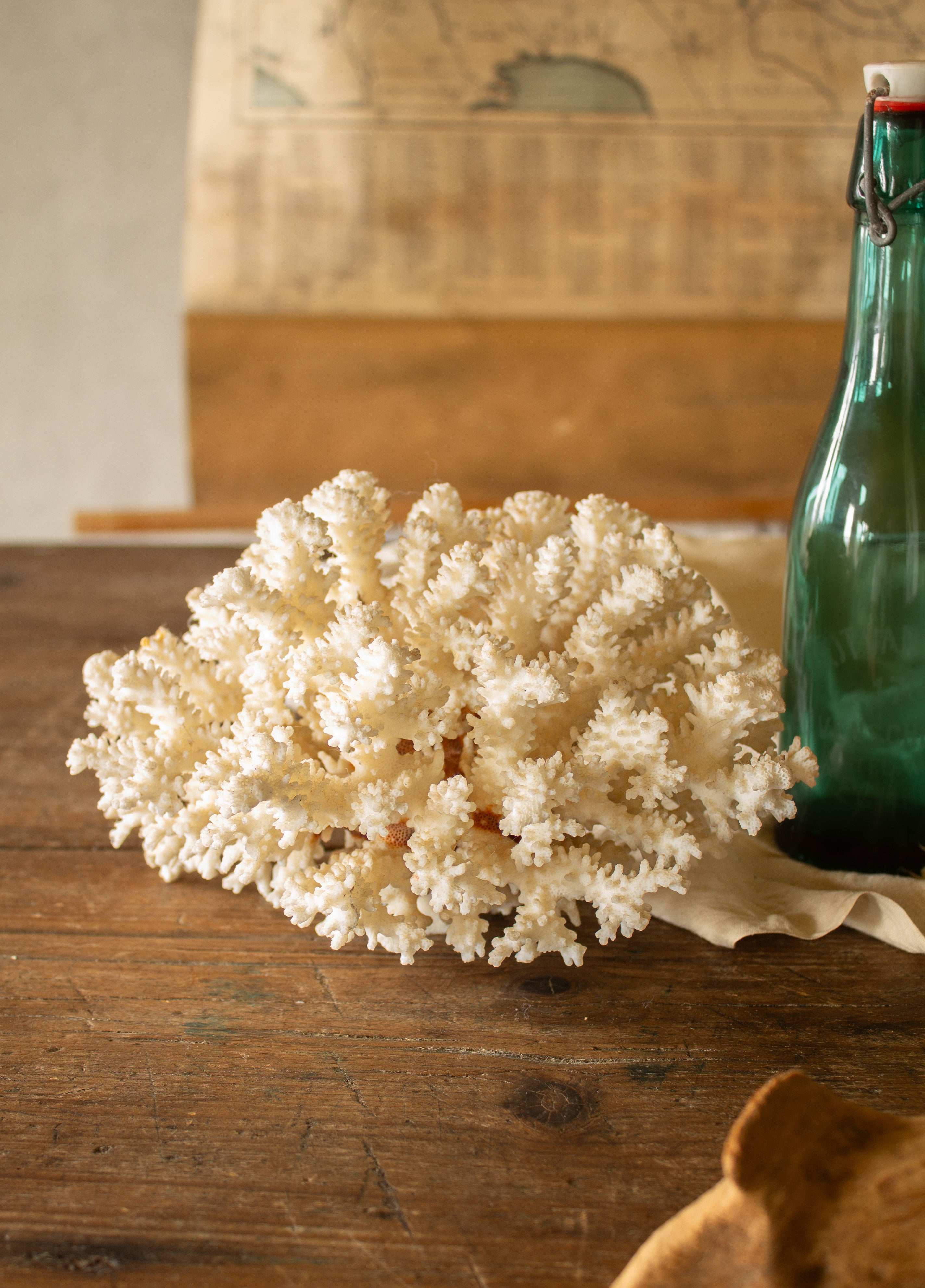 Large vintage natural branching coral specimen in ivory and cream with intricate sculptural branches.