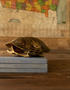 A decorative gold-toned turtle figurine resting on a stack of vintage blue books on a wooden table, with an old map in the background.